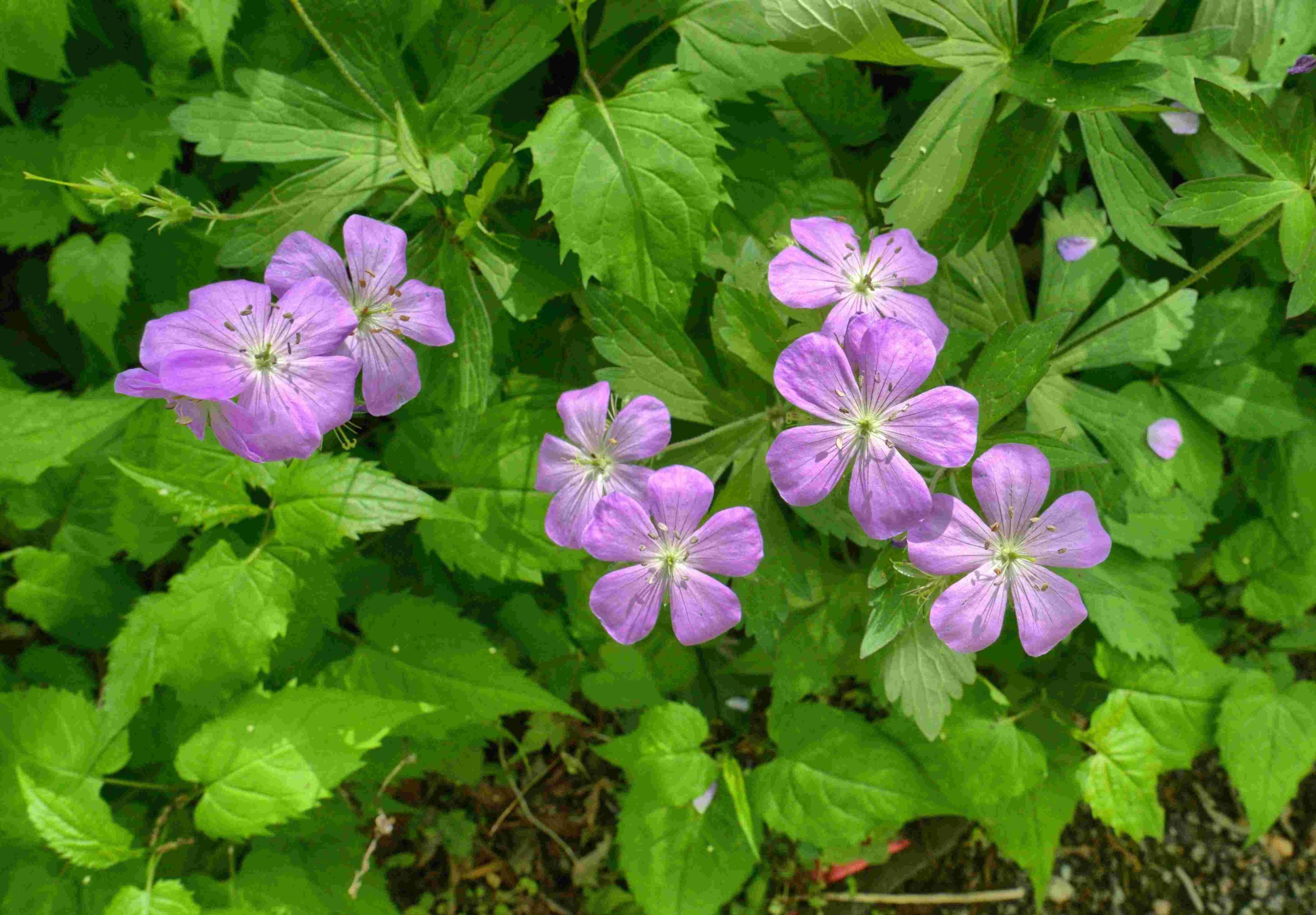Robet G. Smith - Springs and Seasons - wild geranium